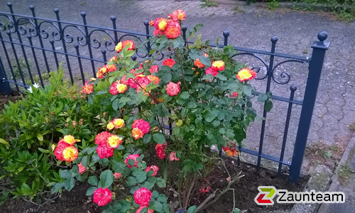 Klassikzaun Zeus wurde in Gronau Leine von Zaunteam Weser-Leine, Salzhemmendorf im Jahr 2019 erstellt.
