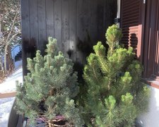 Holz Sichtschutz wurde in St. Moritz von Zaunteam Engadin, Zernez im Jahr 2025 erstellt.