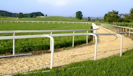 Horserail Galoppzaun Economy