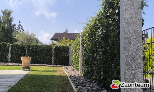 Hecke am laufenden Meter / Rohrpfosten grün einbetoniert wurde in Sissach von Zaunteam Nordwest, Niederdorf im Jahr 2025 erstellt.